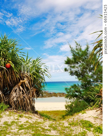 ami美大島生動地生長著阿丹和藍天海7 66915425