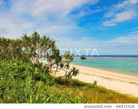 ami美大島生動地生長著阿丹和藍天海8 66915426