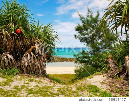 Amami Oshima, vividly growing adan and blue sky, sea 9 66915427