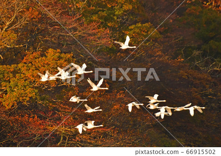 Tsuruoka Swan 66915502