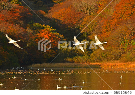 鶴岡天鵝 66915646