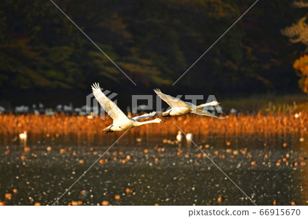 鶴岡天鵝 66915670