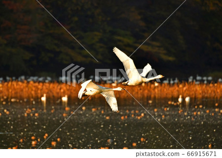 鶴岡天鵝 66915671