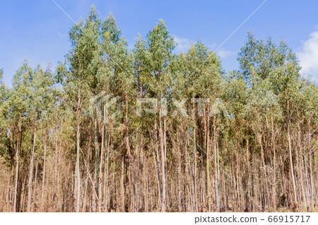 Eucalyptus plantation 66915717