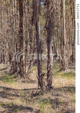 Eucalyptus plantation 66915733
