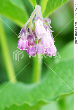 Crimson flower "comfrey" 66915734