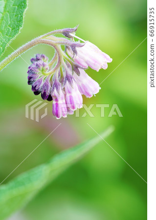 Crimson flower "comfrey" 66915735