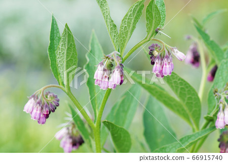 Crimson flower "comfrey" 66915740
