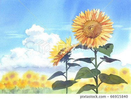 水彩向日葵 水彩向日葵 66915840