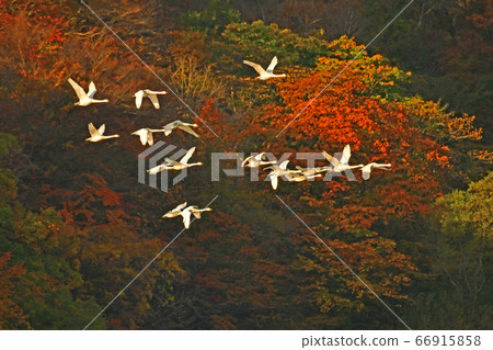 Tsuruoka Swan 66915858