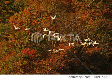 Tsuruoka Swan 66915859