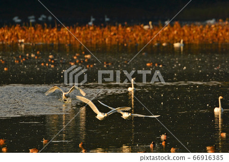 鶴岡天鵝 66916385