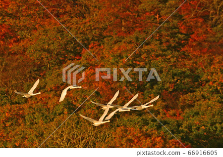 鶴岡天鵝 鶴岡天鵝 66916605