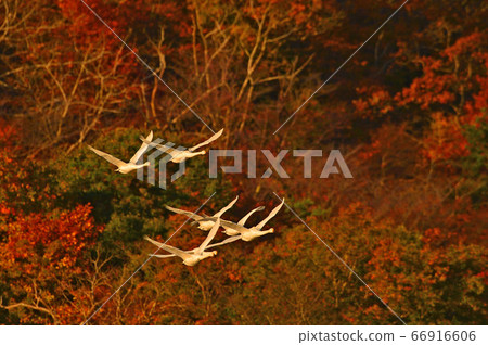 鶴岡天鵝 66916606