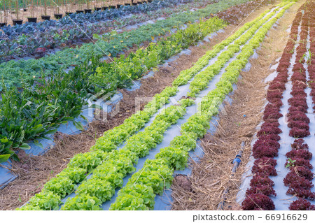 Organic hydroponic vegetable in the cultivation farm Organic hydroponic vegetable in the cultivation farm 66916629