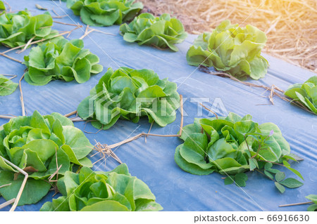 Organic hydroponic vegetable in the cultivation farm 66916630