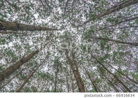 Bottom view of trunks trees in a pine forest 66916634
