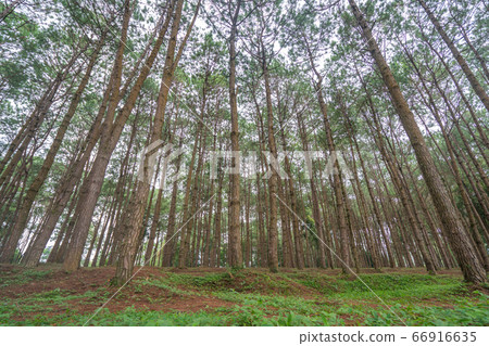 trunks of tall old trees in a pine forest trunks of tall old trees in a pine forest 66916635