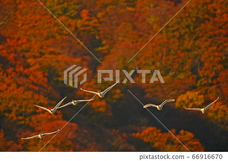 Tsuruoka Swan Tsuruoka Swan 66916670