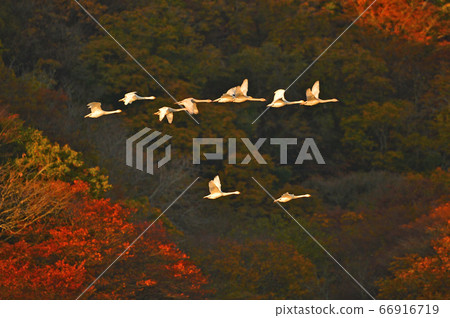 鶴岡天鵝 66916719