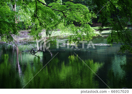 Pond in Silanuta Pond in Silanuta 66917020
