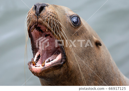 小樽渡渡鳥水族館北海道小樽渡渡鳥秀 小樽渡渡鳥水族館北海道小樽渡渡鳥秀 66917125