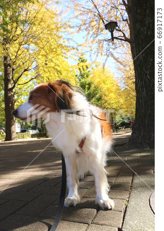 Ginkgo tree and dog 66917173