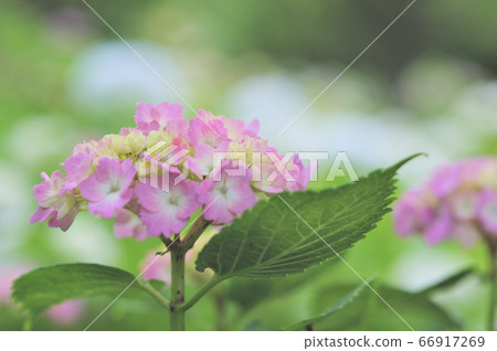 Hydrangea 66917269