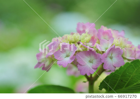 Hydrangea 66917270