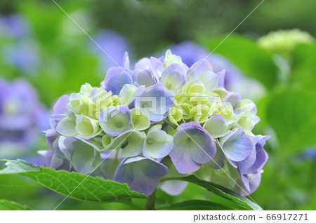 Hydrangea 66917271