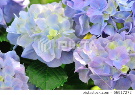 Hydrangea 66917272