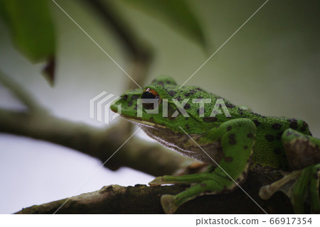 Moria gull frog 66917354