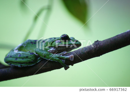 Moria gull frog 66917362