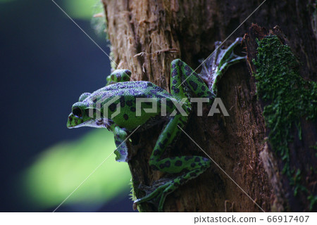 Moria gull frog 66917407