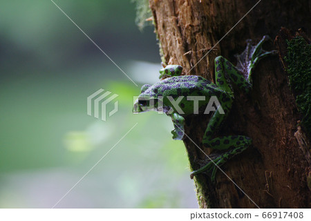 Moria鷗青蛙 66917408