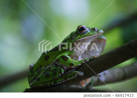 Moria鷗青蛙 Moria鷗青蛙 66917415