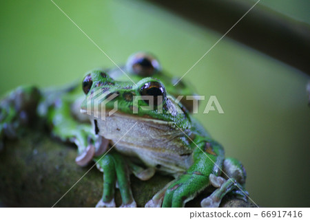 Moria gull frog 66917416