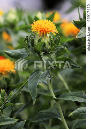 Safflower flowers Safflower flowers 66917430