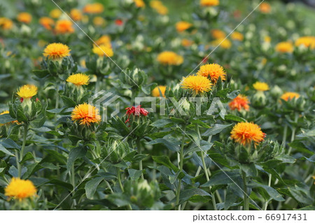 紅花花 紅花花 66917431