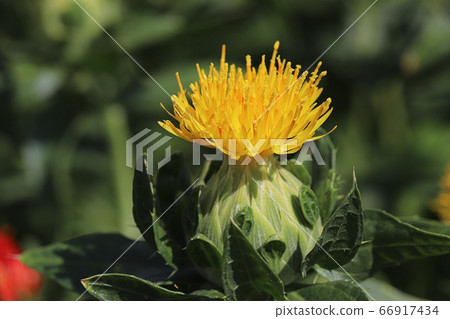 Safflower flowers Safflower flowers 66917434