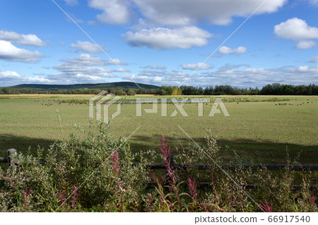 Grassland and pond where Canadian cancers gather Grassland and pond where Canadian cancers gather 66917540