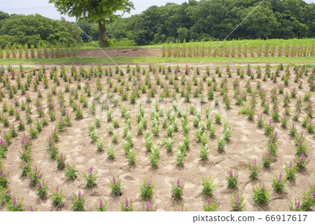 初夏淡路Hanajiji(Angelonia)(兵庫縣淡路市) 初夏淡路Hanajiji(Angelonia)(兵庫縣淡路市) 66917617