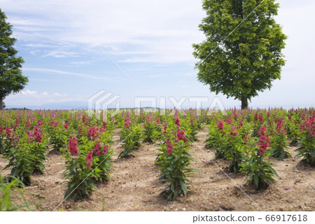 初夏淡路Hanajiji(Angelonia)(兵庫縣淡路市) 初夏淡路Hanajiji(Angelonia)(兵庫縣淡路市) 66917618