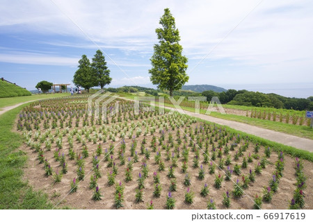 初夏淡路Hanajiji(Angelonia)(兵庫縣淡路市) 初夏淡路Hanajiji(Angelonia)(兵庫縣淡路市) 66917619