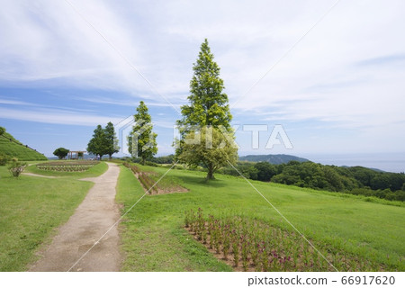 初夏淡路Hanajiji（Angelonia）（兵庫縣淡路市） 66917620