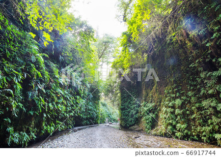 Fern canyon Fern canyon 66917744