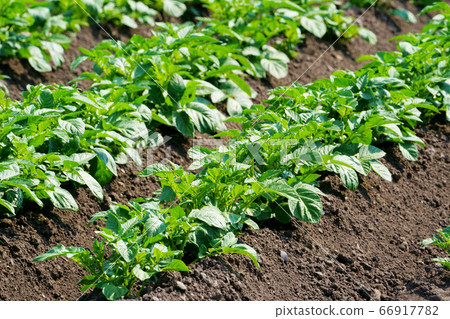 A potato field in Kitami City, where the leaves are growing thick A potato field in Kitami City, where the leaves are growing thick 66917782