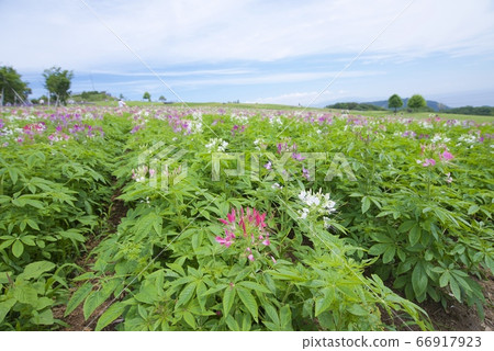 初夏的淡路Hanajiji(Cleome)(兵庫縣淡路市) 初夏的淡路Hanajiji(Cleome)(兵庫縣淡路市) 66917923