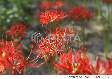 Flowers, autumn flowers Flowers, autumn flowers 66917987