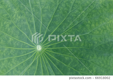 A lotus leaf A lotus leaf 66918002